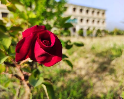 WhatsApp Image 2024-12-11 at 06.46.01